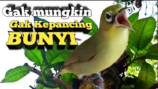 YANG DENGAR GAK MUNGKIN GAK NYAUT BUNYI | DENGAN SUARA CIAK KECIAL KUNING GACOR NGEJOS SATU INI