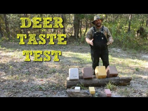 What do Deer Eat? Deer Salt Block Taste Test!
