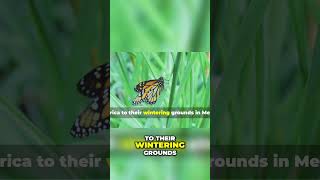 Incredible Animal Migrations  Nature's Epic Journeys
