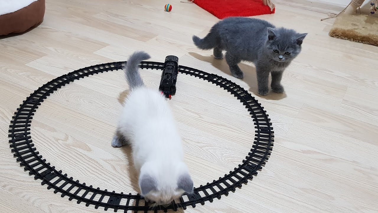 Kittens vs Train Toy