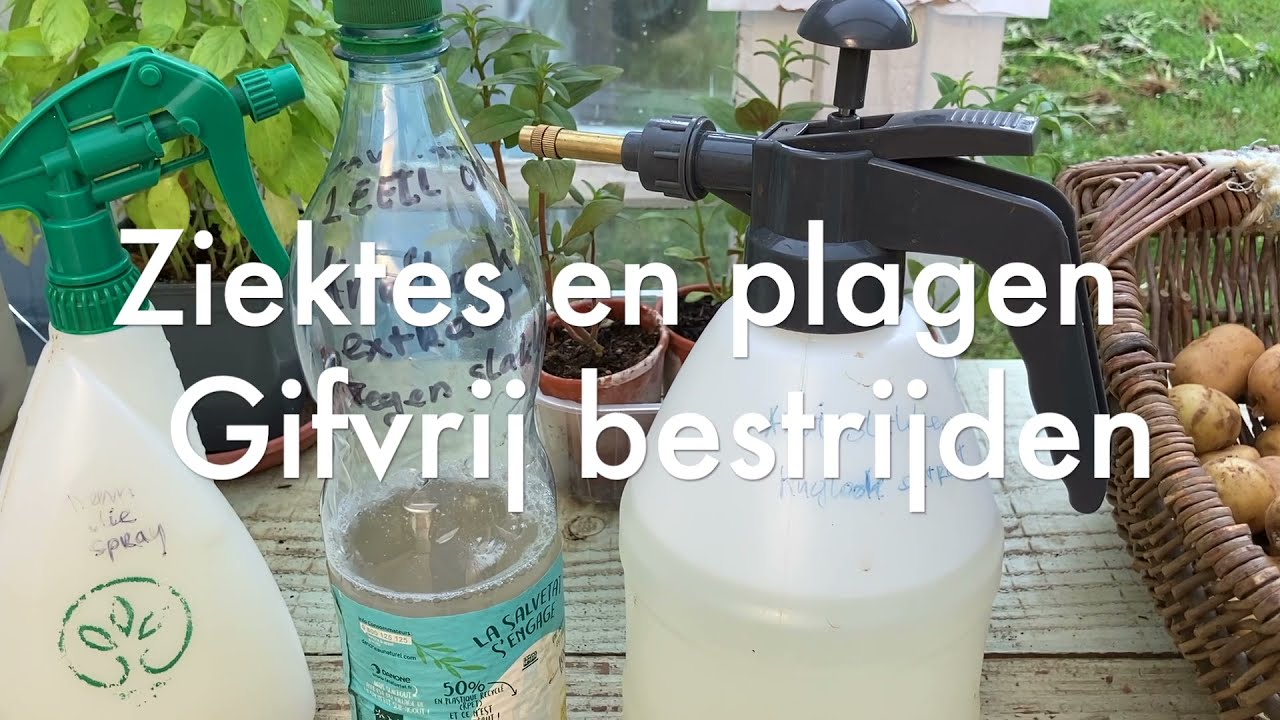 Ini's Moestuin #62  Slakken, luizen, meeldauw en spint gifvrij bestrijden met neemolie & knoflook