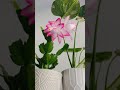 Beautiful Christmas Cactus flowered out of season #cactusflower