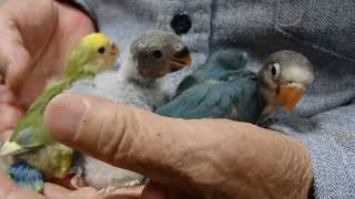 user_6cd345d3様　ブルーボタンインコ　コザクラインコ　桜文鳥　白文鳥 一服して遊んでいるボタンインコとコザクラインコ。 - YouTube