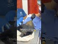 Baby Monkey is Pulled Away From Electrocuted Mother (Dead) #monkey #babyaninals #wildlife