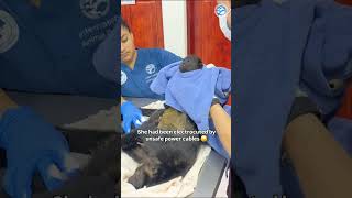 Baby Monkey is Pulled Away From Electrocuted Mother (Dead) #monkey #babyaninals #wildlife