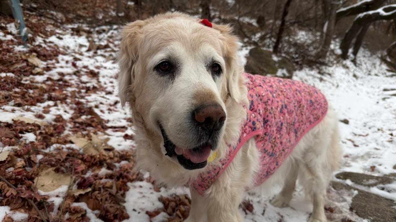 1부 추달요가 / 2부 코인세탁소 #리트리버