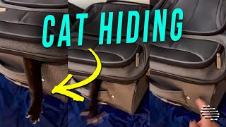 Cat Hiding Inside a Bag Extends Its Hand Out When Owner Scratches Bag