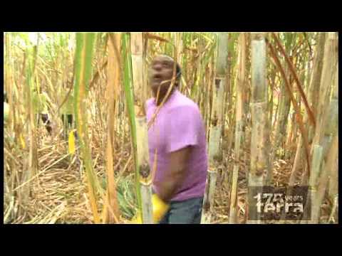 175 ans Terra: cane cutting - hommage aux coupeurs de cannes - video from Terra Mauricia Ltd