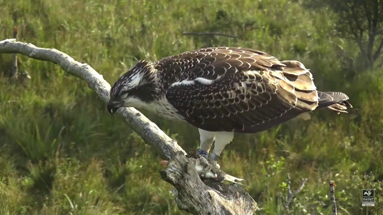 Dyfi Osprey Project Wales YouTube
