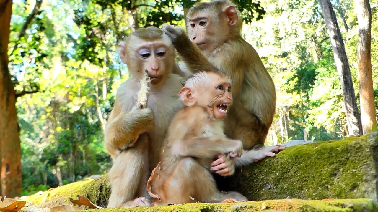 Situation of New Abandoned Newton can't walk  in wild ! Need NGO  to Rescue now part II