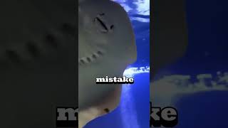 Don't Tickle a Stingray! 😱