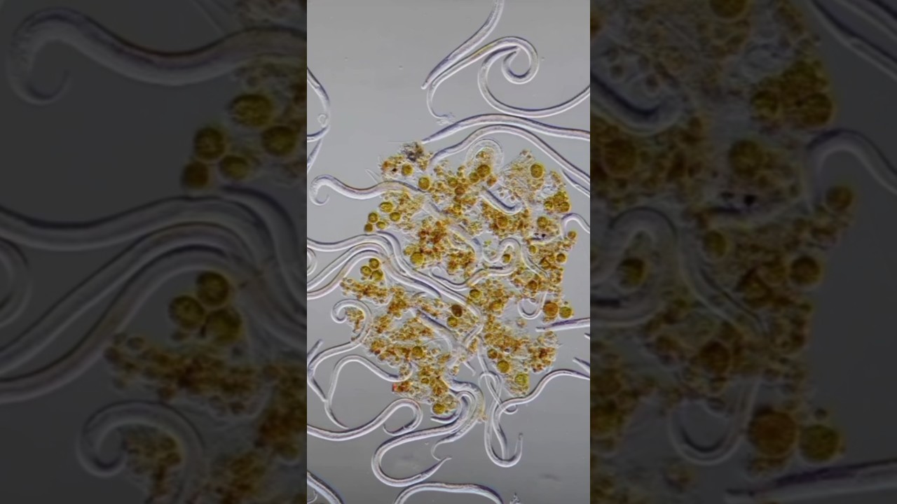 Невидимые Обитатели Нашей Планеты