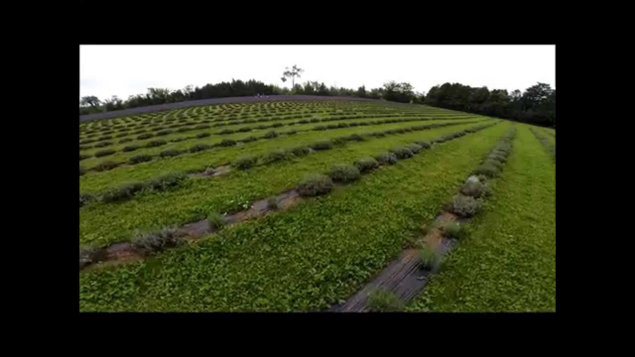 Terre Bleu Lavender Farm