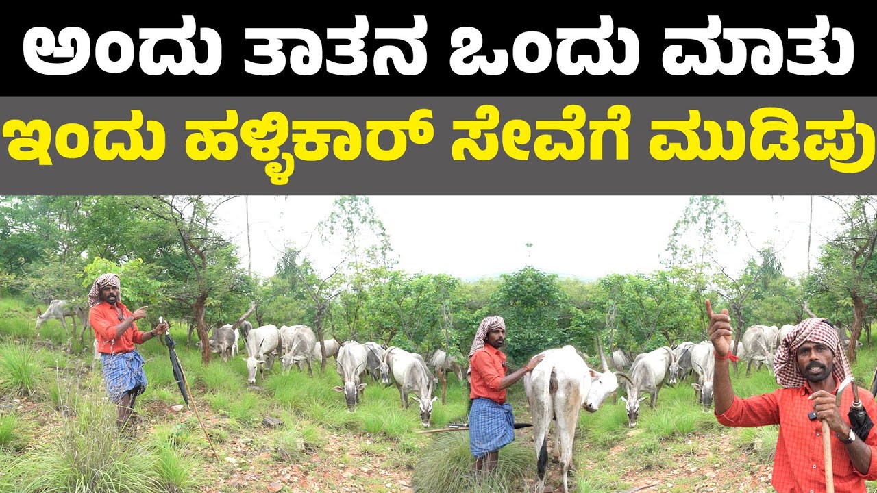 ಅಂದು ತಾತನ ಒಂದು ಮಾತು ಇಂದು ಹಳ್ಳಿಕಾರ್ ಸೇವೆಗೆ ಮುಡಿಪು  II karnataka hallikar breed II krushi suddi