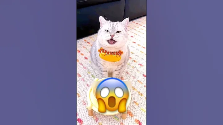 Video 11789131: wild cat, funny cats show, pet food