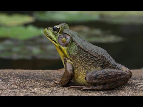 LIGORODO