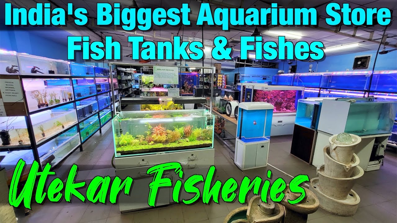 Huge Fish Tanks Stock I Fishes at Utekar Fisheries YouTube