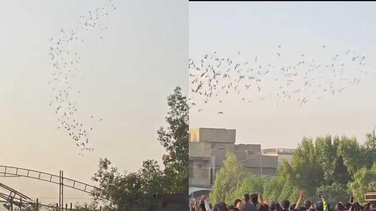 فكه عقيل ابو الهوش من الشعب ويه حماده المحمداوي وطب لحمام برقم قياسي 