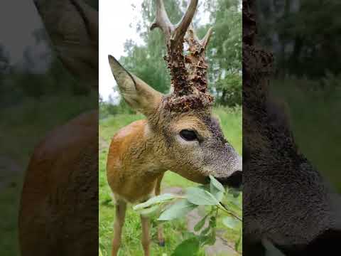 Кормим косулю Рогатика💚 #косуля #забавныеживотные #funnyanimals #roe #roedeer #shorts #сафарипарк