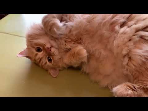 Jimmy the cat getting his fluff brushed
