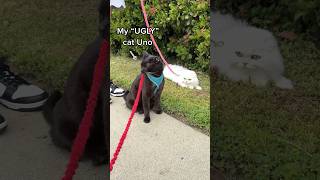 My cat taught another cat how to walk on a leash outside  w/ @thekatcurtis & @emmi_xi #cats