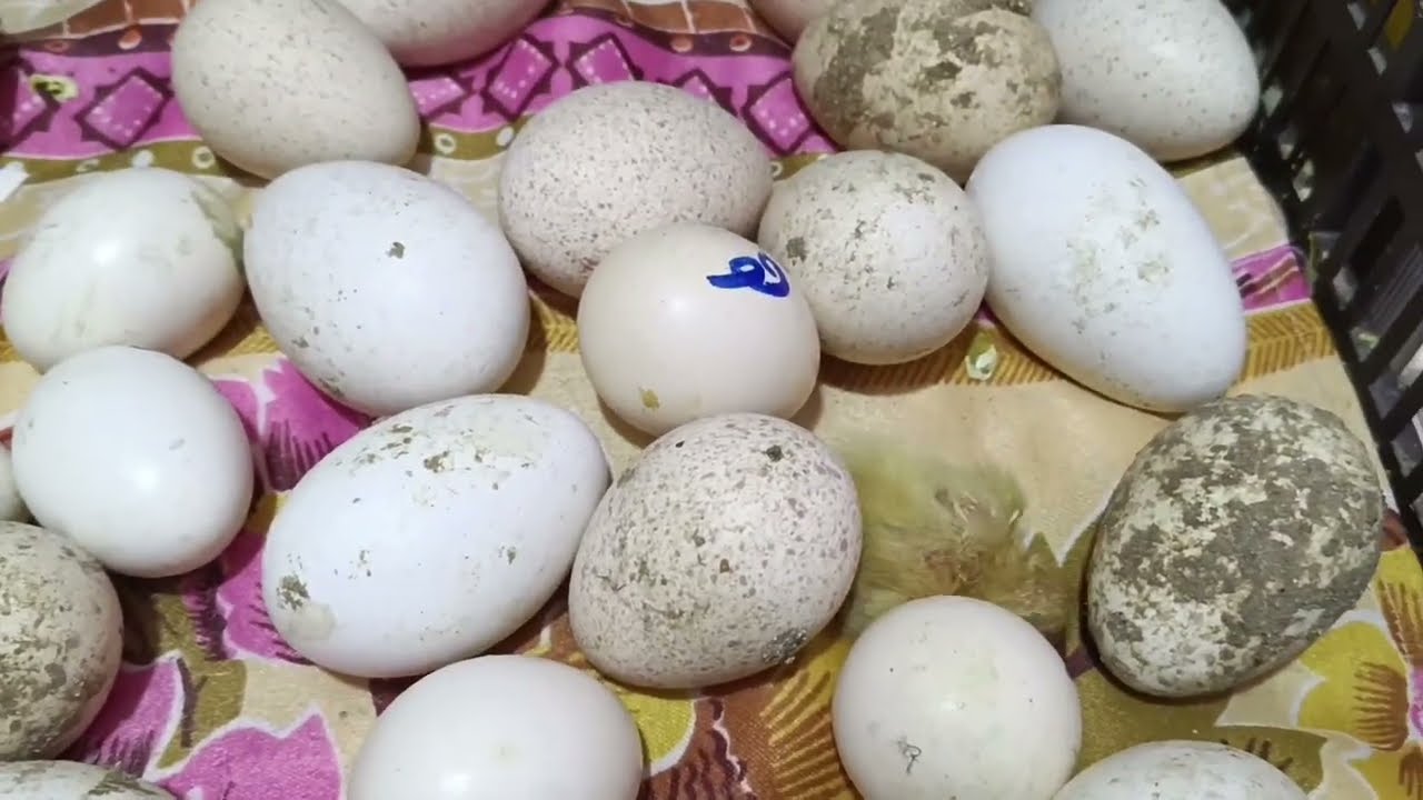 خلصنا تركيب الحضان