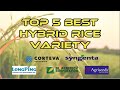 Top 5 best hybrid rice variety  v07