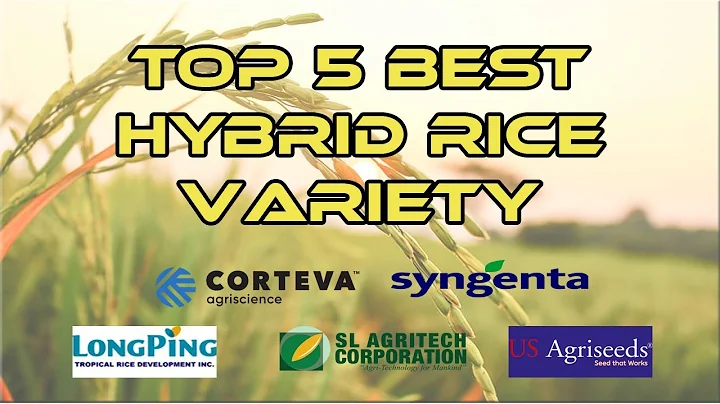 TOP 5 BEST HYBRID RICE VARIETY | v#07 - DayDayNews