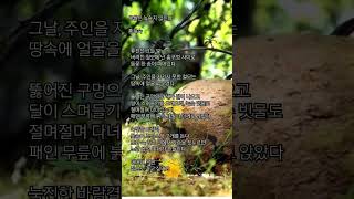 유월은 녹슬지 않는다 / 홍계숙(#유월의시 #한반도평화)