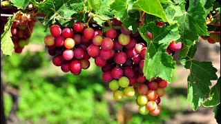 Mình xin nói đôi nét thông tin về vườn nho Bé Diễm. Đây là một tron...