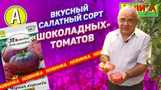 ЕЩЕ ОДНА НОВИНКА – Томат Чёрная Королева