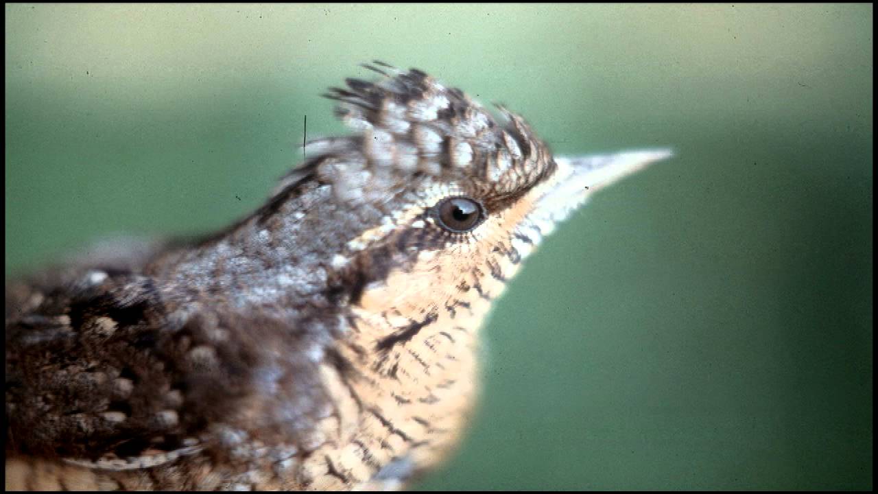 Importancia de las Cajas Nido