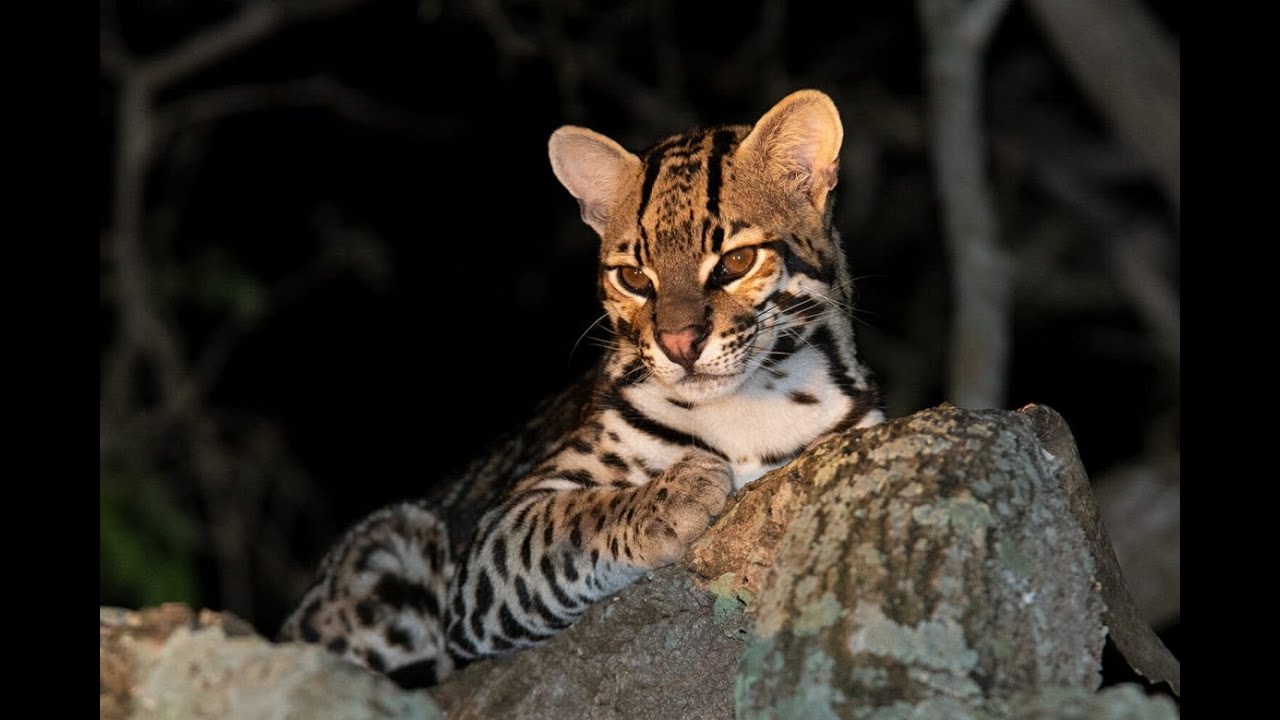 The beautiful South American  Ocelot cat 🐈