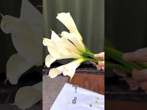 Video: Bó hoa calla lily giá bao nhiêu?