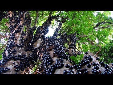 Jabuticaba - The Brazilian Grape Tree(It Grows Fruits & Flowers Directly on The Trunk)