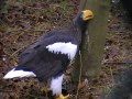 steller's sea eagle