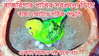 বাজরিগর পাখির সবগুলো ডিম ফোটানোর সঠিক পদ্ধতি | Correct method of hatching all the eggs of Budgies |