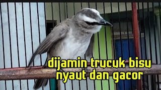 suara trucukan gacor paling pandai memancing trucuk lain jadi nyaut dan gacor