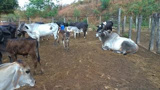 Tirando Leite das Vacas no Curral pela manhã. Fazendo um carinho nos Bezerros.