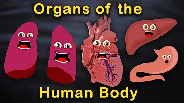 Organs of the Human Body Songs  | Anatomy Education Songs