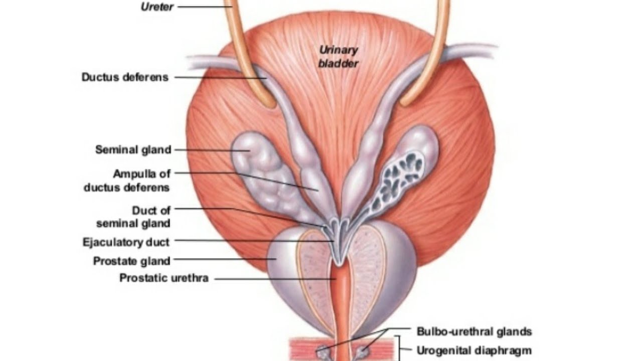 bladder base anatomy