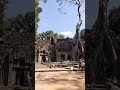 ប្រាសាទតាព្រហ្ម  Taprum Temple #relax #nature  #khmertemple #khmer #cambodia