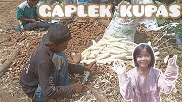 Proses pengolahan gaplek singkong