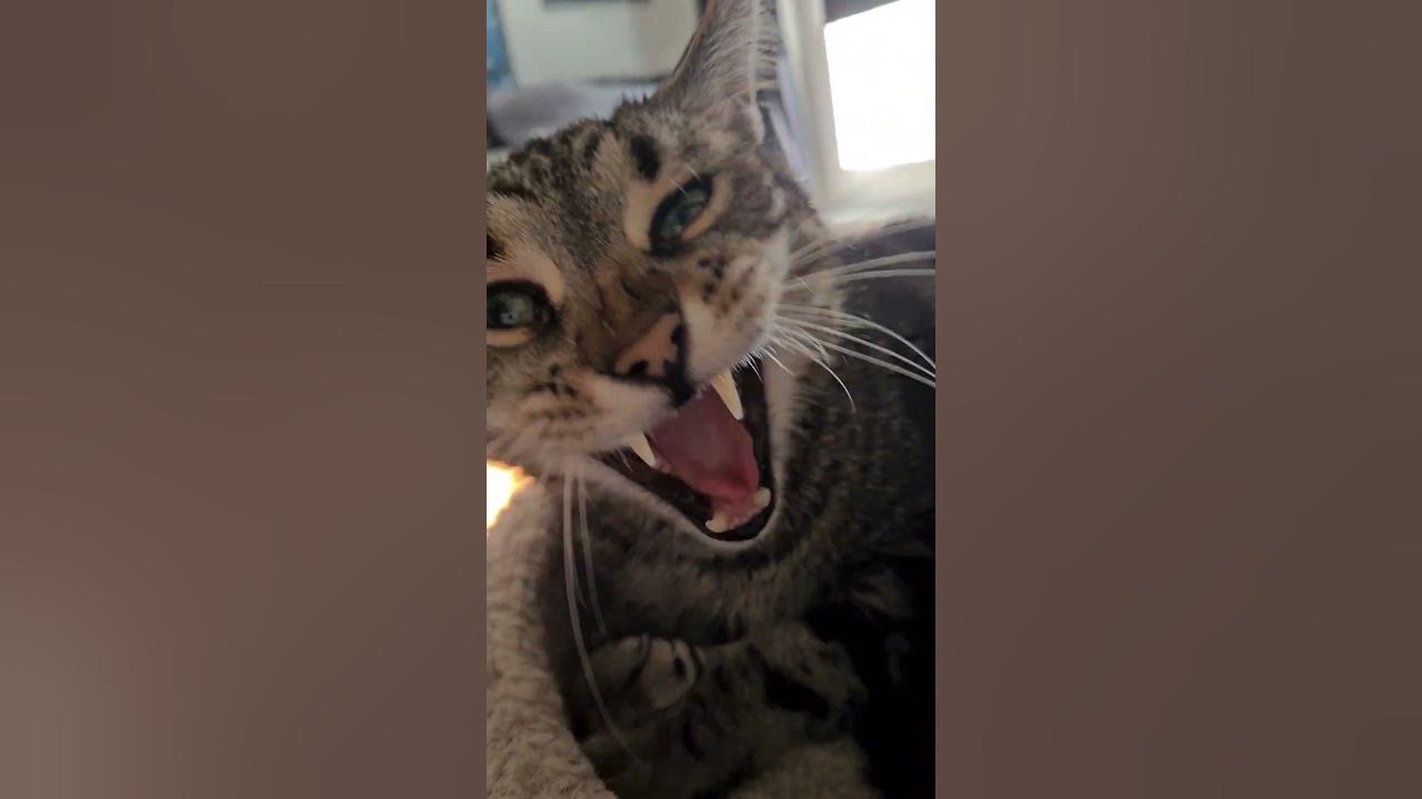 Katze ist sauer Teil 1 YouTube