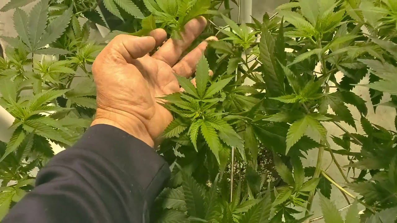 WEBBGRO training in the 24