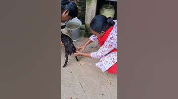 🐐 Goat treatment# injection# shortsvideo