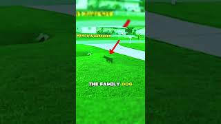 Family Dog saves the Children from other dog attack❤️ #amazingdogs #gooddog