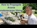 How to propagate aronia melanocarpa viking