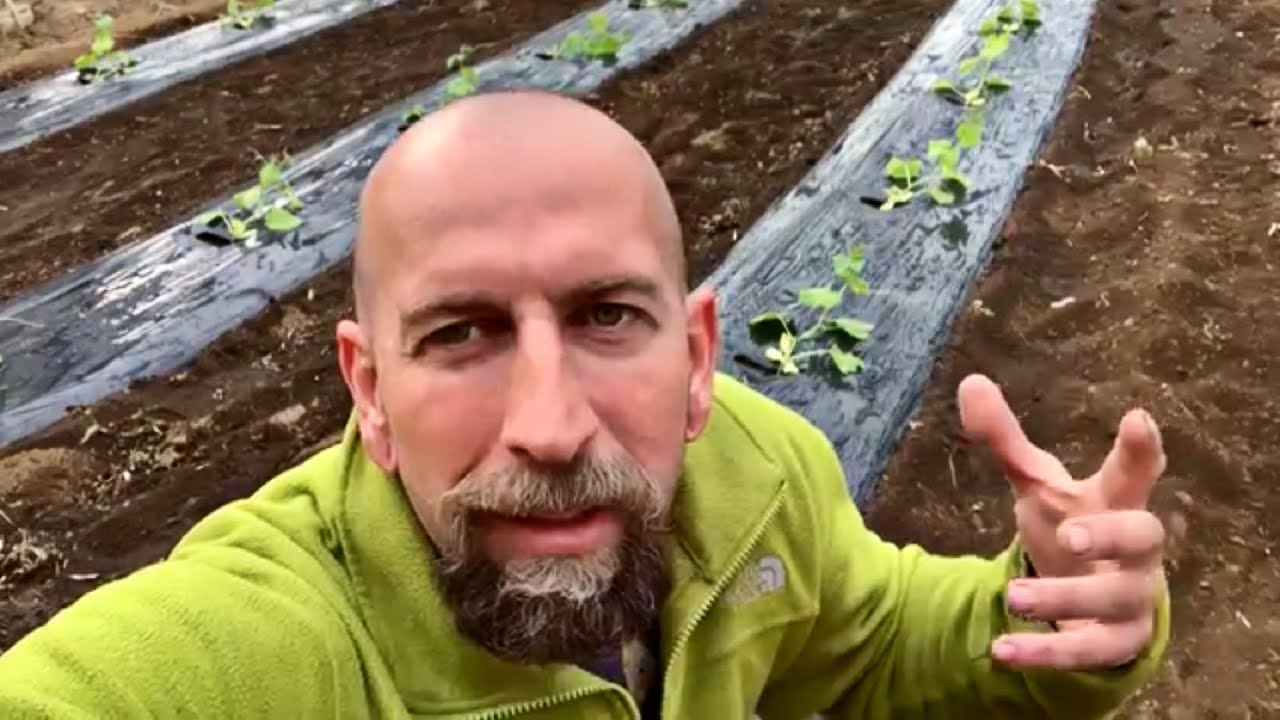 Uborka ültetés dupla termés, fele annyi palántáról.