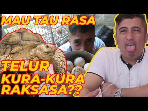 nyobain-telor-kura-kura-raksasa,-gimana-rasanya??